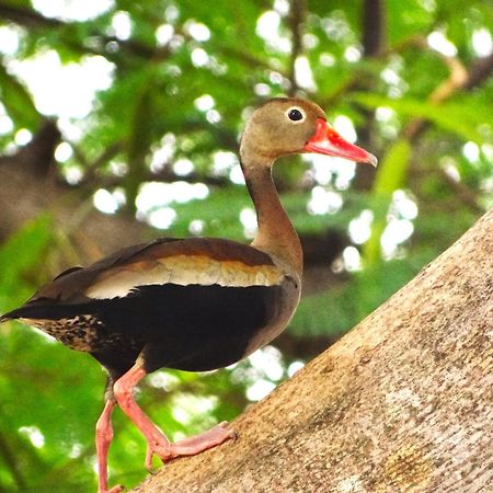 Pousada Fazenda Xaraes Todos os Santos Exteriér fotografie