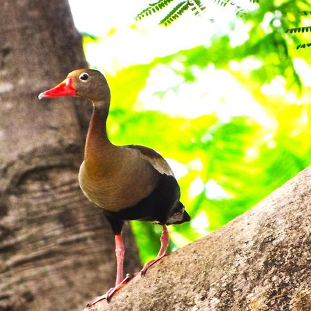 Pousada Fazenda Xaraes Todos os Santos Exteriér fotografie