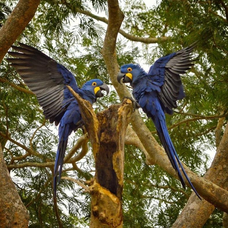 Pousada Fazenda Xaraes Todos os Santos Exteriér fotografie
