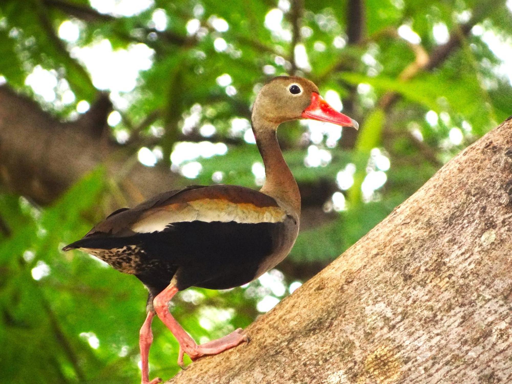 Pousada Fazenda Xaraes Todos os Santos Exteriér fotografie